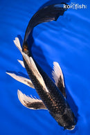 10" BENI GINGA BUTTERFLY