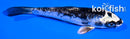 4.5" ARAGOKE KIKOKURYU