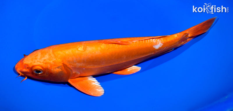 10" DOITSU ORENJI OGON