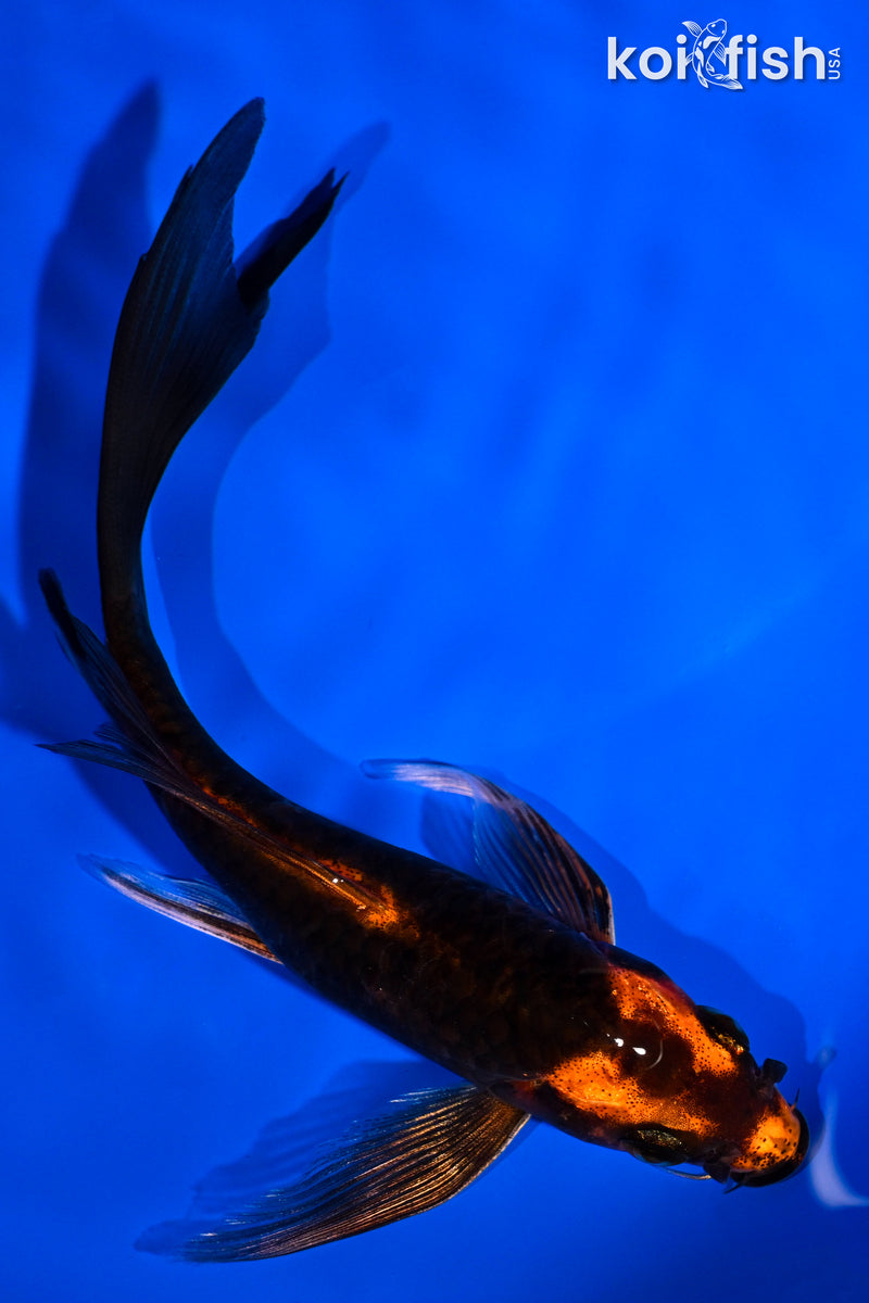 5.75" KIN HI UTSURI BUTTERFLY