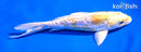 5" DOITSU LEMON HARIWAKE