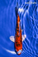6.75" HEISEI NISHIKI