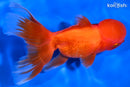 4.75" ORANDA GOLDFISH