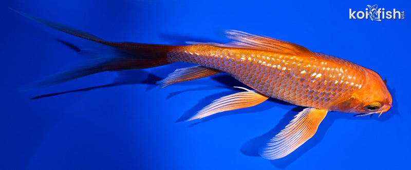 5.5" GINRIN ORENJI OGON BUTTERFLY