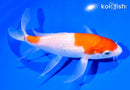 8.25" KOHAKU BUTTERFLY