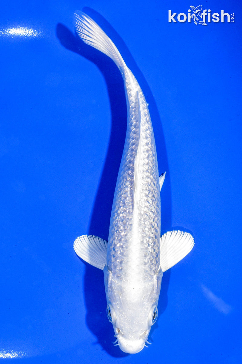 6.5" GINRIN PLATINUM OGON