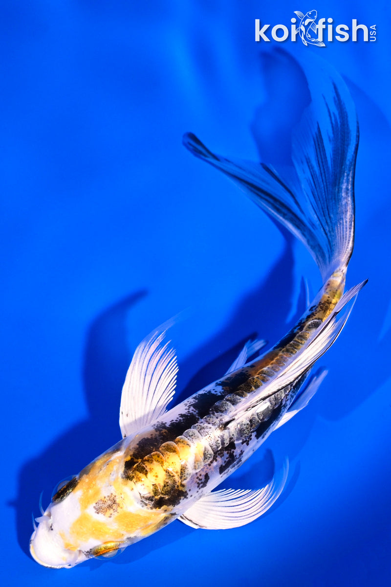 5" HEISEI NISHIKI BUTTERFLY