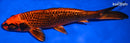8.75" GINRIN AKA MATSUBA