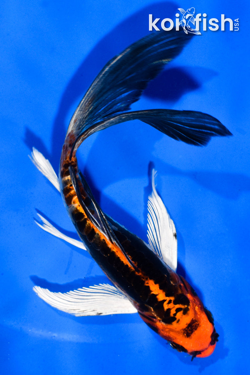 5.5" BENI KIKOKURYU BUTTERFLY