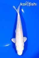7.25" PLATINUM OGON