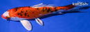 6.75" HEISEI NISHIKI