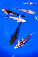 PACK OF (5) 4.5-5" STANDARD KOI