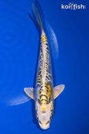 7" KIN KIKOKURYU