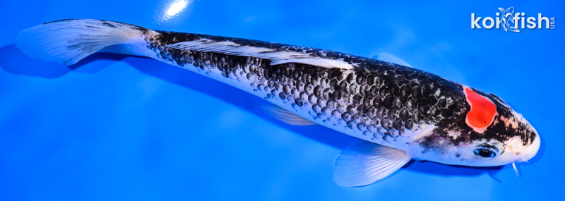 8.75" TANCHO GOSHIKI