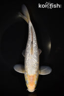 9.75" GINRIN SOROGOI