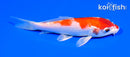 5.5" HARIWAKE