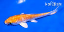 5" GINRIN HARIWAKE