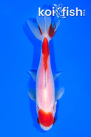 5" MARUTEN WAKIN GOLDFISH