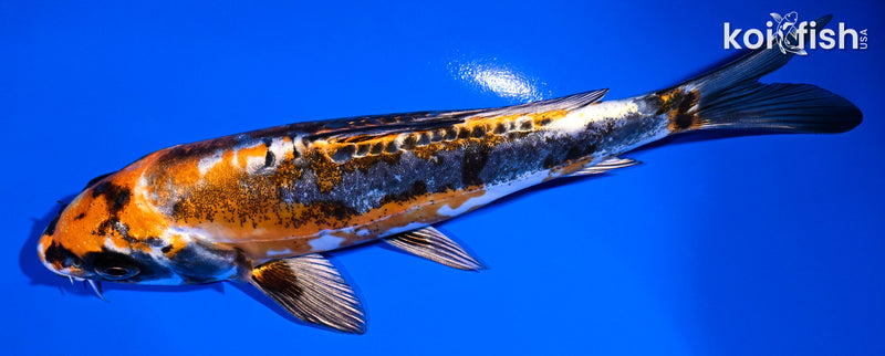 6.5" BENI KIKOKURYU