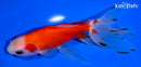 6.25" CALICO WATONAI GOLDFISH