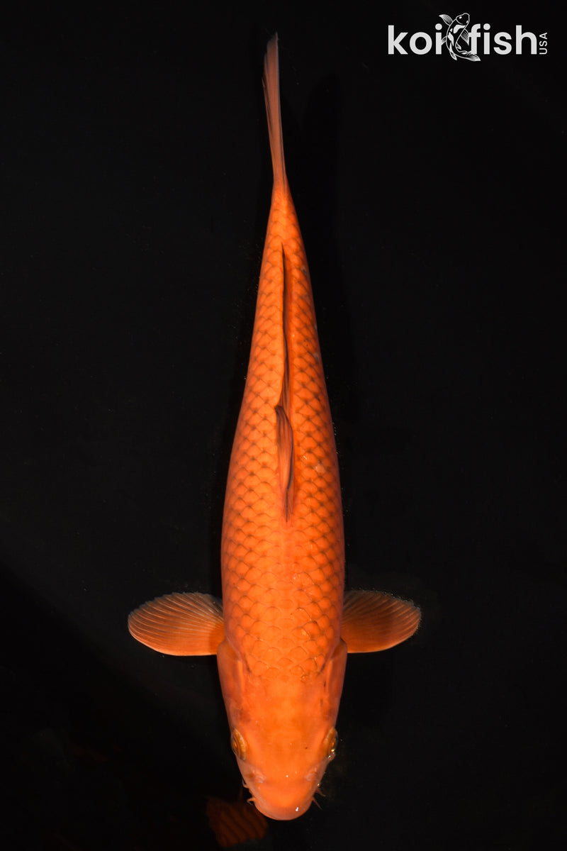 14.75" CHAGOI