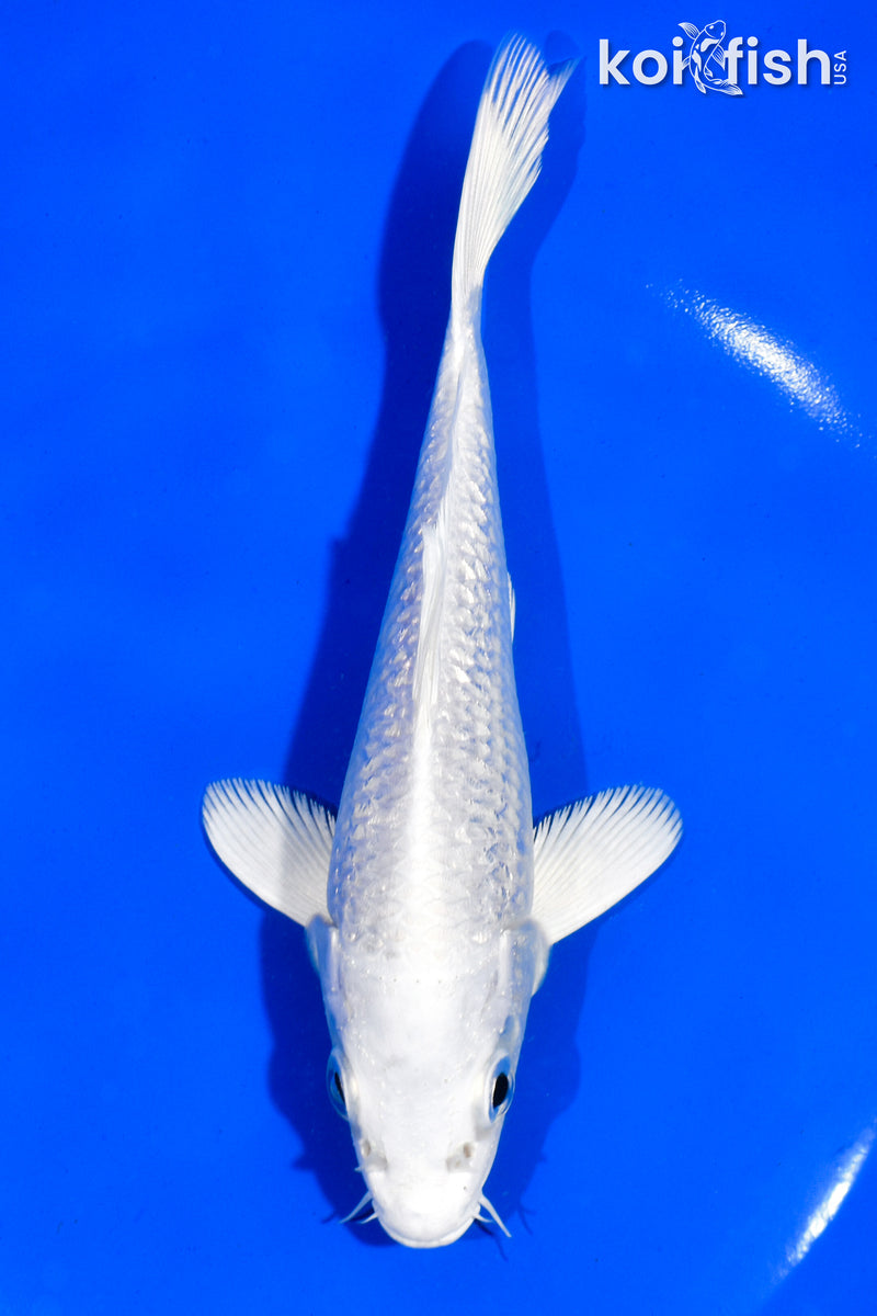 6" GINRIN PLATINUM OGON