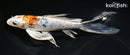 7.5" HEISEI NISHIKI BUTTERFLY