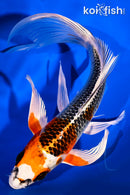 8.75" KUJAKU BUTTERFLY