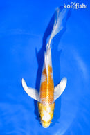 6" HARIWAKE BUTTERFLY