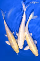 PACK OF (3) 6.5-7" STANDARD KOI
