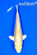 6.75" GINRIN YAMABUKI OGON