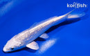 4.5" GINRIN PLATINUM OGON