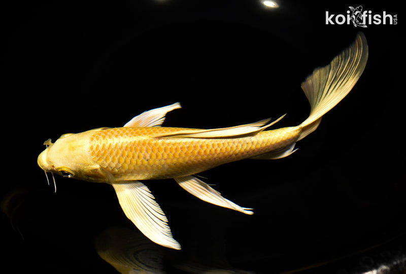 8.5" YAMABUKI OGON BUTTERFLY