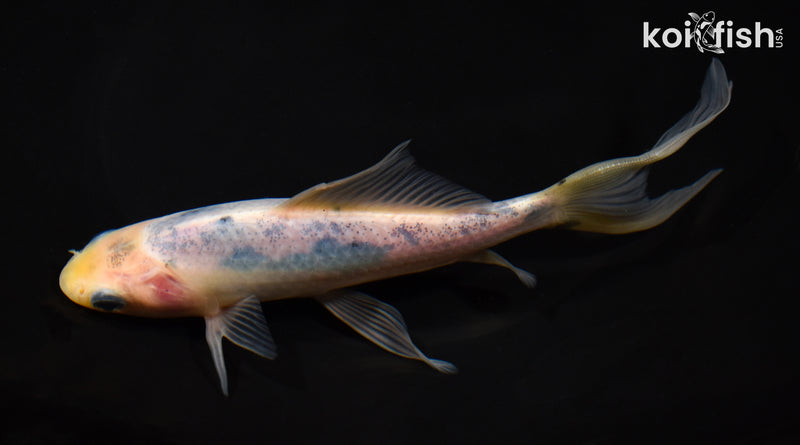 7.25" SHUBUNKIN GOLDFISH