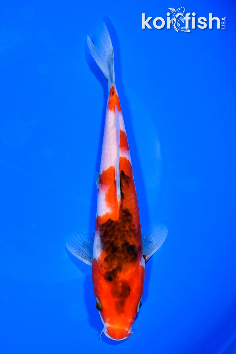 8" GOROMO