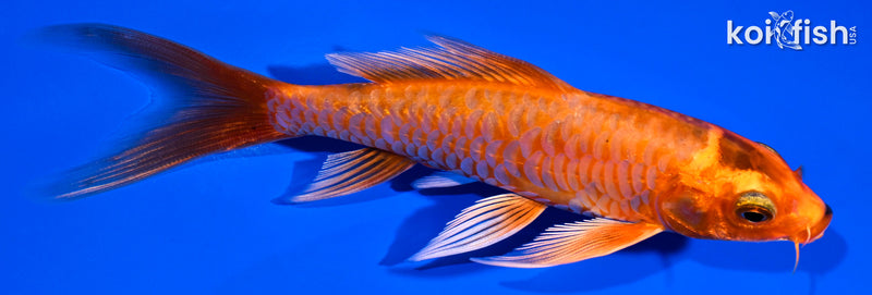 5" ORENJI OGON BUTTERFLY