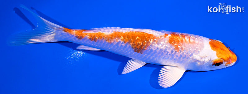 5.5" GINRIN HARIWAKE