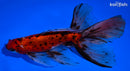 6.25" CALICO WATONAI GOLDFISH