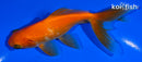 5" WATONAI GOLDFISH