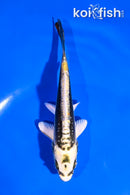 5" KIN KIKOKURYU