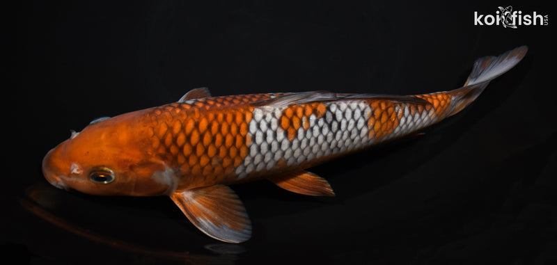10.75" OCHIBA SHIGURE