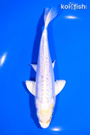 6.5" DOITSU LEMON HARIWAKE