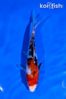 6" SANKE