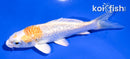 4" GINRIN LEMON HARIWAKE