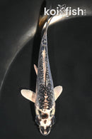 3.75" GINRIN KIKOKURYU