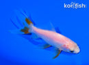 5" WAKIN GOLDFISH