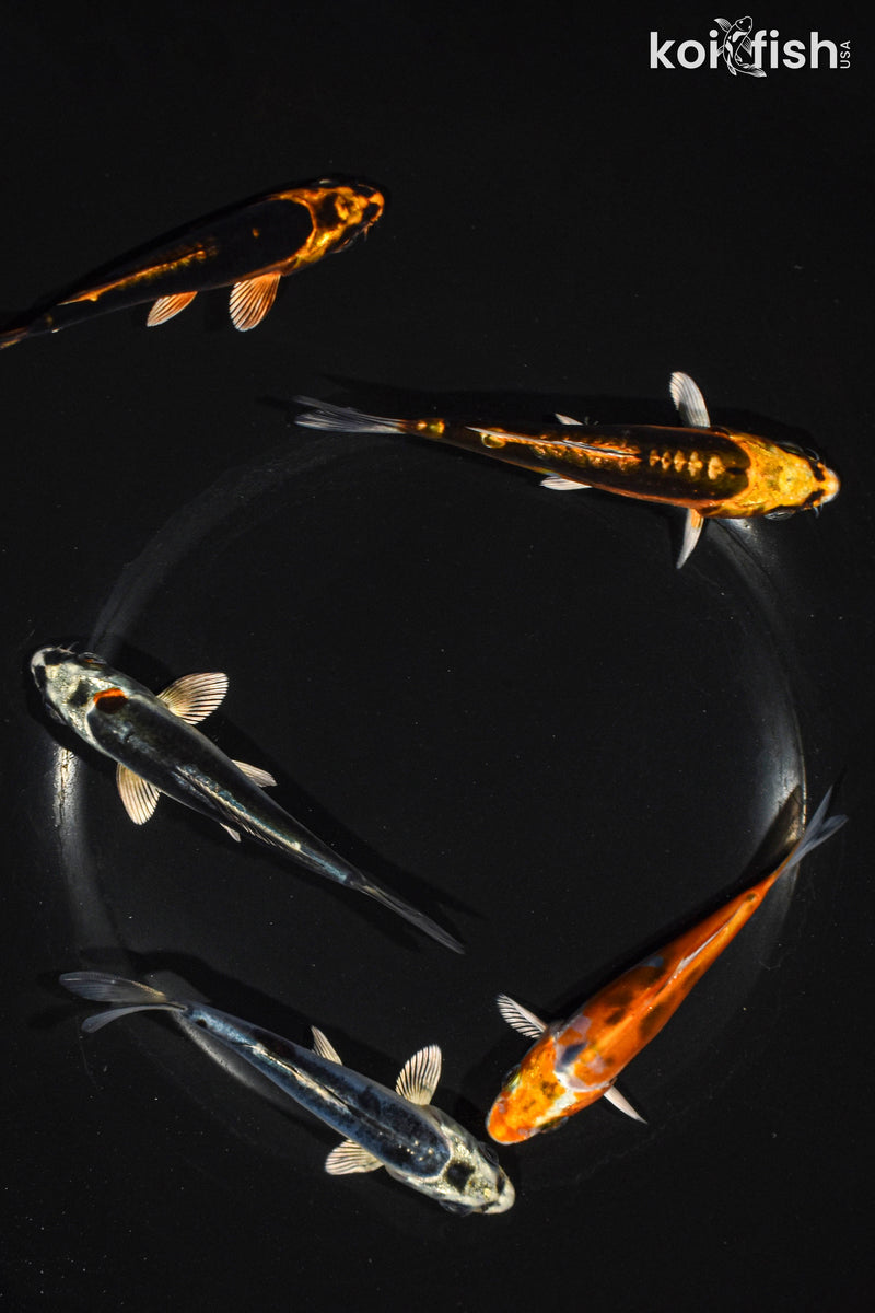 Pack of (5) 3.5-4.5" Standard Ghost Koi