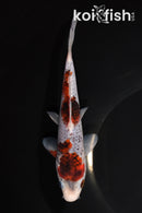 7.25" BUDO GOROMO