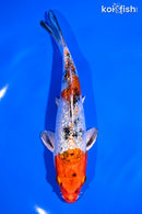 6.5" GINRIN YAMATO NISHIKI