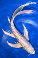 10" DOITSU PLATINUM OGON BUTTERFLY